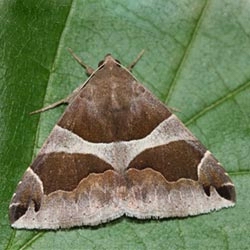 Dysgonia algira Dysgonia algira